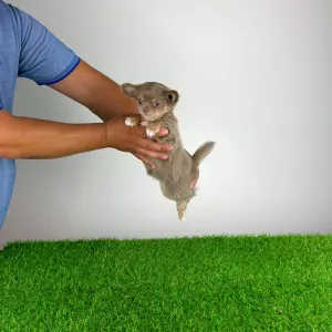 Chihuahua - Hella