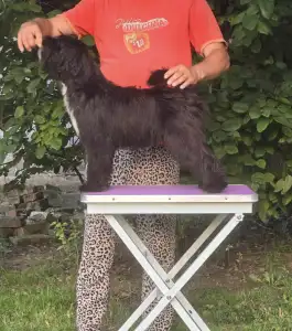 Tibetan Terrier - Giorgia 