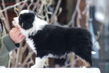 Miniature American Shepherd - Winstead Of Smoke And Saddle 