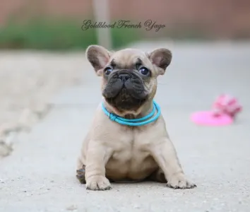 Francia bulldog - Yago