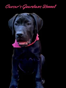 Cane Corso Italiano - Bella