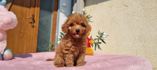 Caniche Toy - Nara