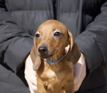 Teckel - Mr Nemo Jr Hug Me Strongly 