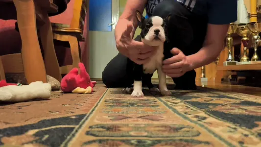 Bostonský teriér - Katy