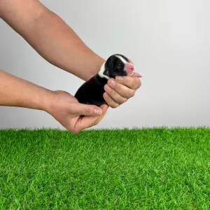 Ausztrál juhászkutya - Cagan