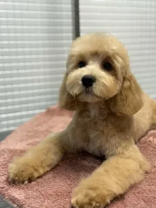 Cavapoo - Haevy