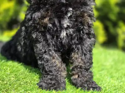 Cavapoo - Mendosa