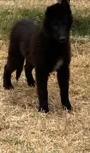 Belgian Shepherd Dog - Gerőcsvári Freddie