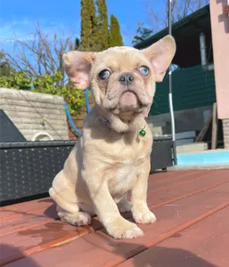 Francouzský buldoček - Georgina 