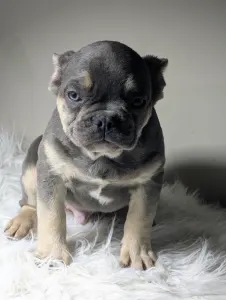 Buldog francuski - Andor