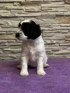 Terrier tibétain - Cinderella