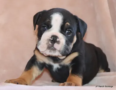 Englische Bulldogge - King On Hold