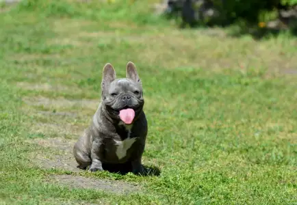 Buldog francuski - Amanda