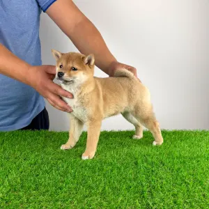 Shiba - Kami