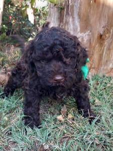 Lagotto Romagnolo - Arni