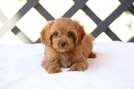 Cavapoo - Bruno