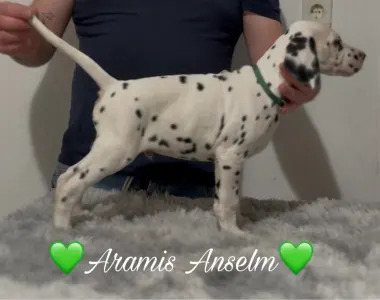 Dalmatian - Luxedots Dalmatians Aramis Anselm
