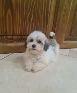 Havanese - Thessa