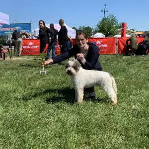 Wasserhund der Romagna - Abavár