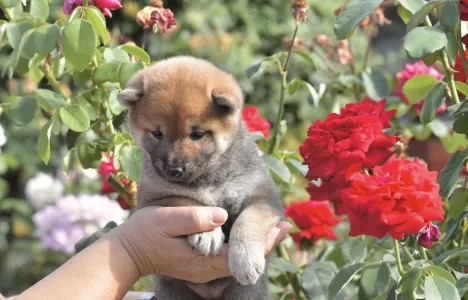Shiba - Bravados Iria