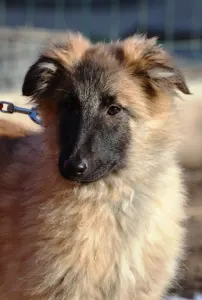 Belgian Shepherd Dog - Ressie