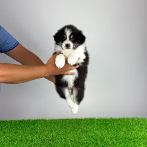 Australian Shepherd - Harron