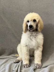 Poodle Standard - White Standard Puppy