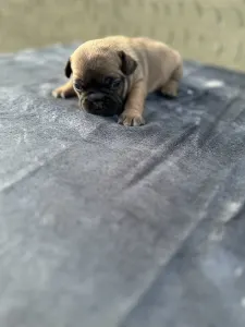 Francuski buldog - Hektor