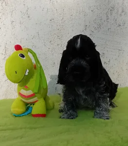 Cocker Spaniel anglais - Dr. Dolittle 