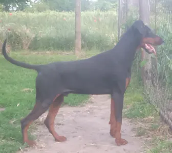 Dobermann - Johnson 