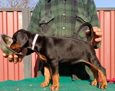 Доберман - Izodora 