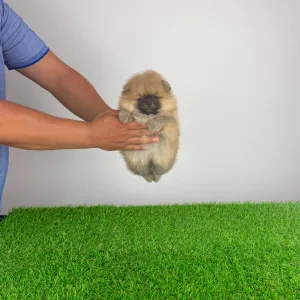 Pomeranian - Horace