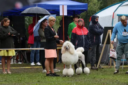 Caniche Grand - James