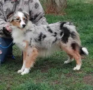 Australian Shepherd - Dailos Wheel Of Fortune