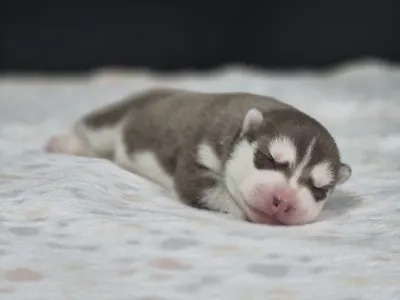 Sibiřský husky - Fehér