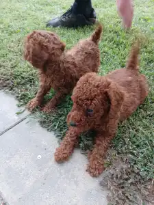 Poodle Miniature - Bobi