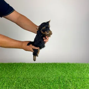 Yorkshire Terrier - Boovy
