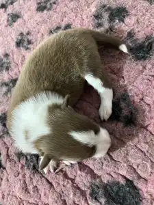 Border Collie - Ferrero/ Chocolate Sable Szuka