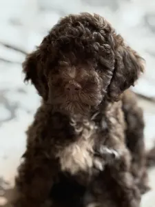 Lagotto Romagnolo - Csoki