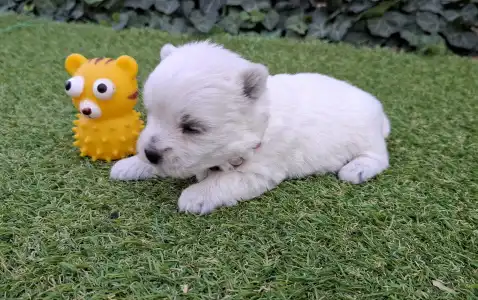 West Highland White Terrier - Agnes