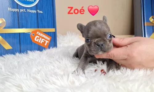 French Bulldog - Zoé