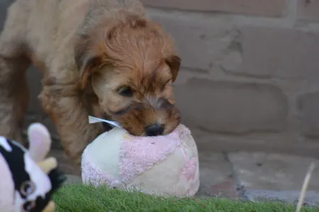 Soft coated wheaten terrier - Eden