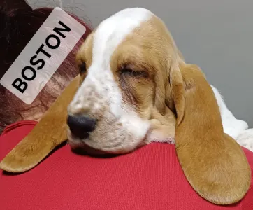 Basset Hound - Boston