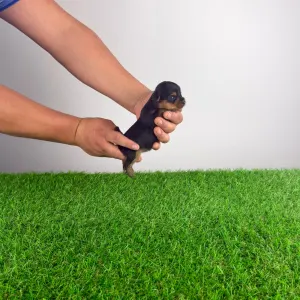 Yorkshire Terrier - Henny