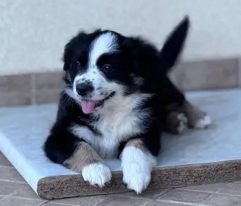 Miniatur amerikanischer Schäferhund - Flo (florence)