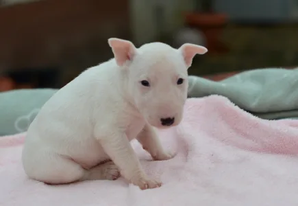 Bull terrier miniature - Kimi