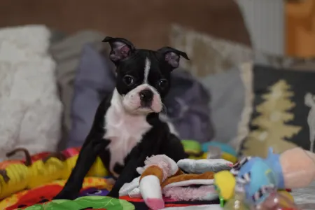 Boston Terrier - Táncos ( Dancer )