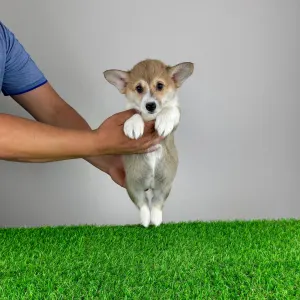 Welsh Corgi Pembroke - Rydia