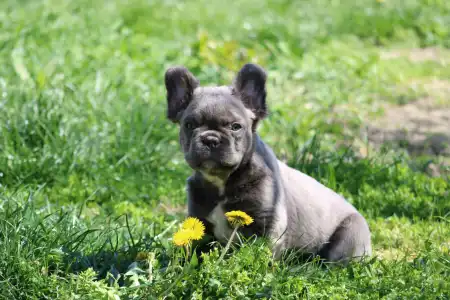 Francia bulldog - Ultor