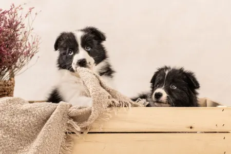 Border Collie - Cappuccino Rose 